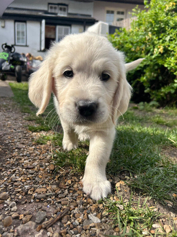 Beautiful Golden Boy Puppy