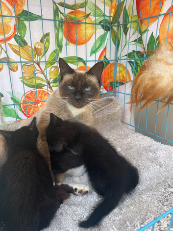 Last two !! Ragdoll x
