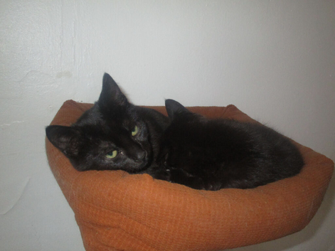 Adorable, Playful Bonded Black Kittens