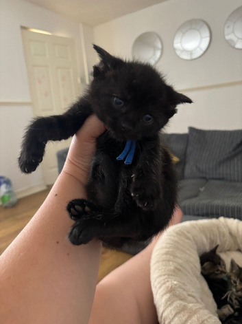 Beautiful black kitten
