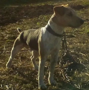 Jack Russell