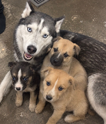 Husky cross puppies for sale