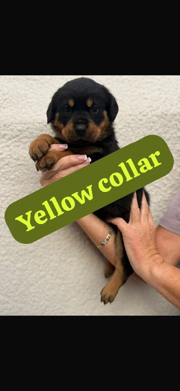 Rottweiler puppys
