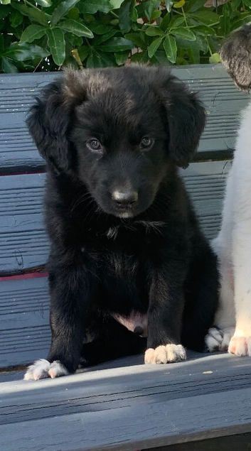 Amazing Border Collie X Lurcher Puppies