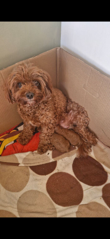 2 female Cavapoos, 9wks old