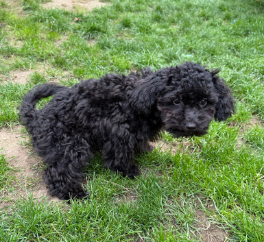 Toy cockapoo female