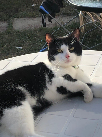 2 year old Tuxedo Cat