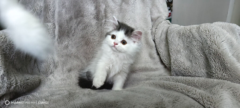 Adorable Scottish Fold and Straight kittens