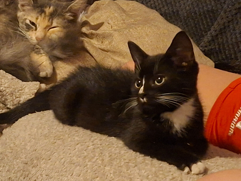 Pretty kittens