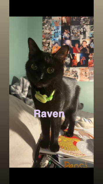 Tabby and black cat for sell