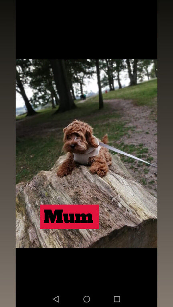 Two beautiful Cockapoo puppy&rsquo;s for sale