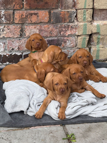 Gorgeous KC Vizsla Puppies