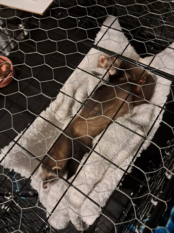 Two female ferrets for new home due to alergys