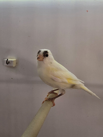 Young canaries