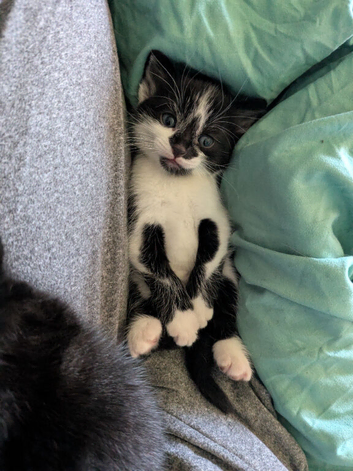 2 kittens looking for forever home