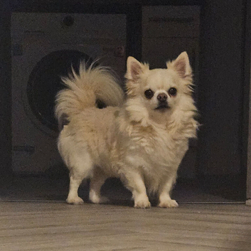 Long hair chihuahua for sale