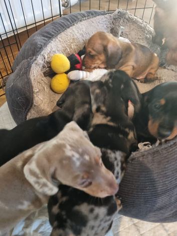 Miniature smooth dachshund puppies pra clear parents