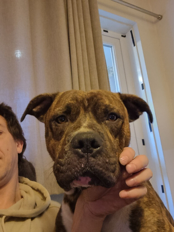 Bully kutta cross Staffordshire bullterrier