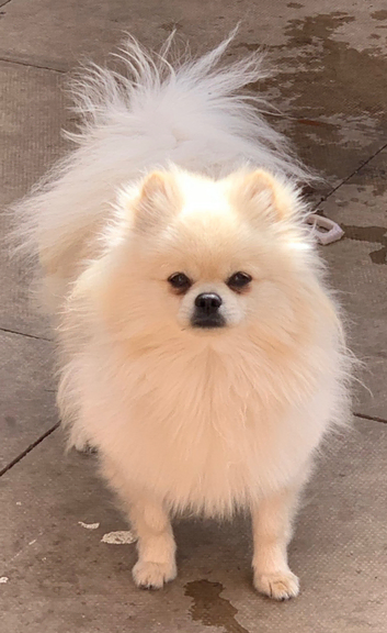 Russian toy Pomeranian boy