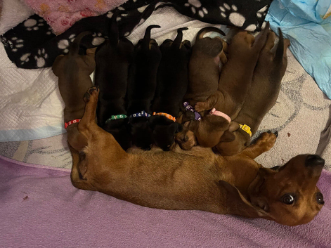 2 stunning dachshund girl pups