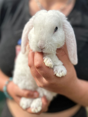 Gorgeous Mini Plush Lop Rabbits