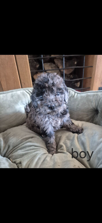 Beautiful f2b cockapoo's