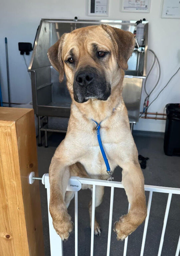 DOG FOR STUD ONLY