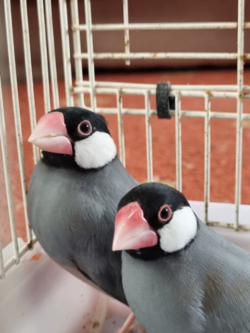 Java finches for sale