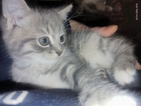Miniature kittens, ready to go