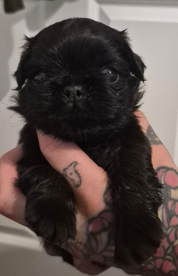 Long haired pug puppies