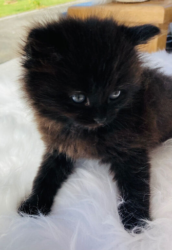 British long hair mix kittens