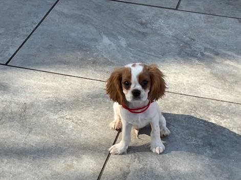 Cavalier King Charles