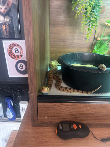 1.1 pair of Bull snakes