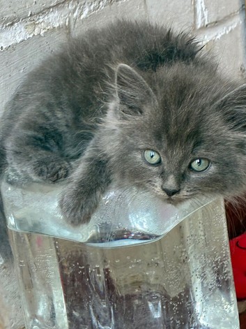 9 weeks old Ragdoll X British short hair 4 kittens available ready now