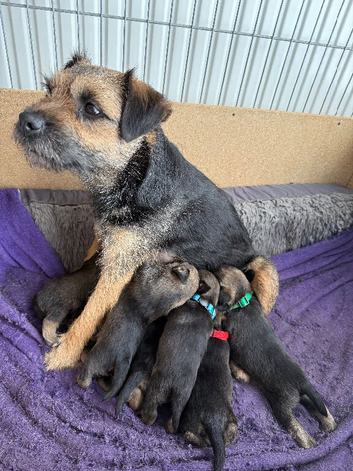 Last 3 Border Terrier puppies