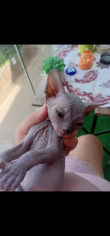 Sphynx full hairless no hair no where