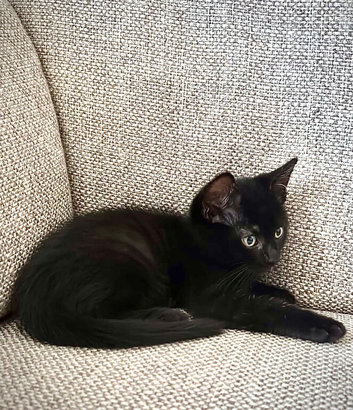 2 males kittens
