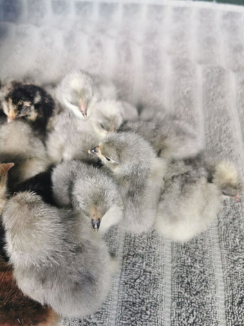Lavender Pekin Bantam Chicks