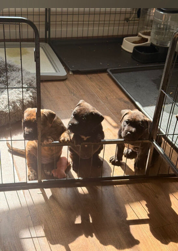 Beautiful Presa Canario Puppys