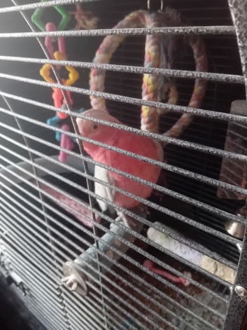 Gala cockatiel