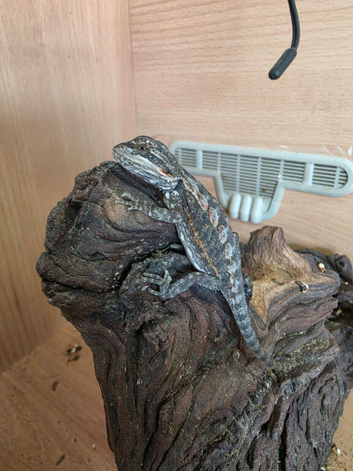 BEARDED DRAGONS WITH A TINT OF RED