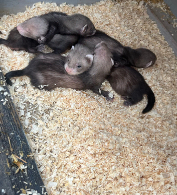 Ferret babies