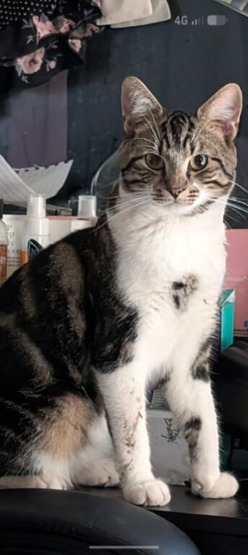 my therapeutic cat is missing please help me
