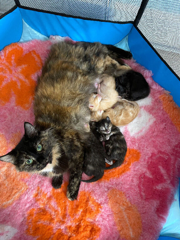 5 mainecoon mix kittens