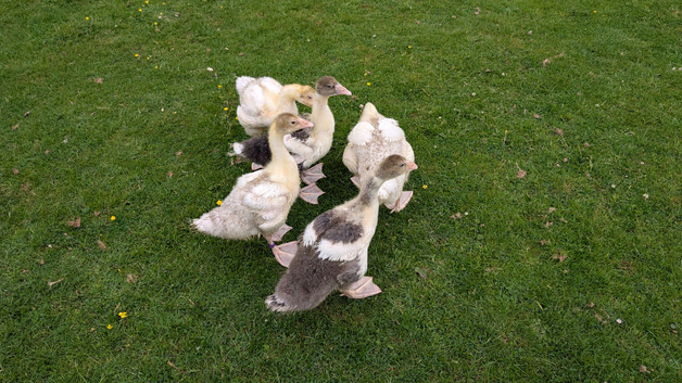 West of England cross goslings