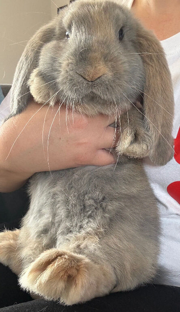 pure bred French lop buck (boy)