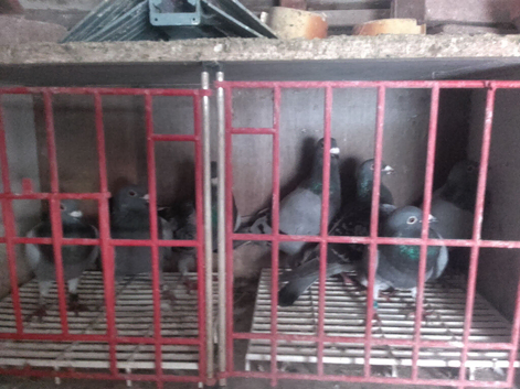 13 racing pigeons in Grimsby