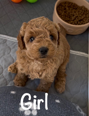 KC Registered Red Toy Poodle Puppies - DNA Health Tested Parents