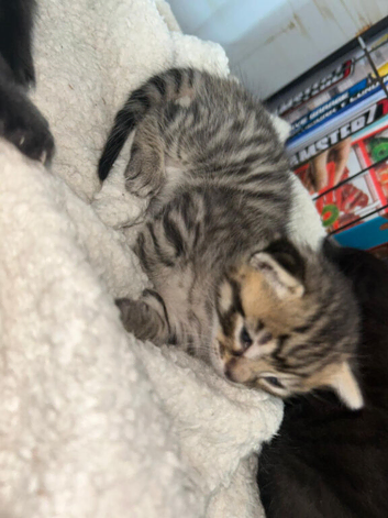Kittens for sale