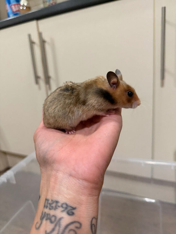 Beautiful Syrian hamster